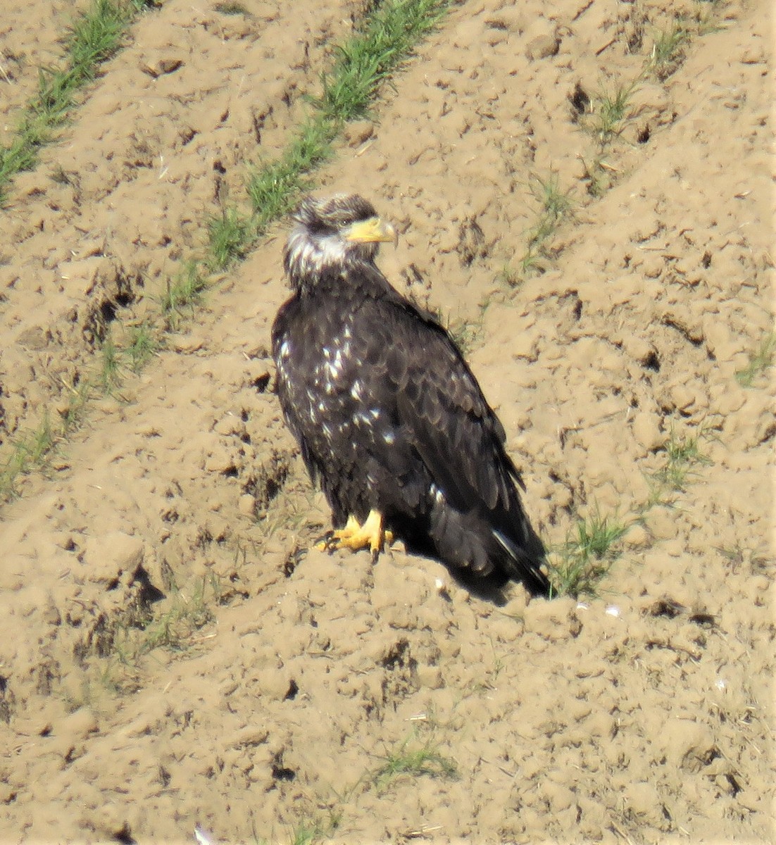 Bald Eagle - ML210315581
