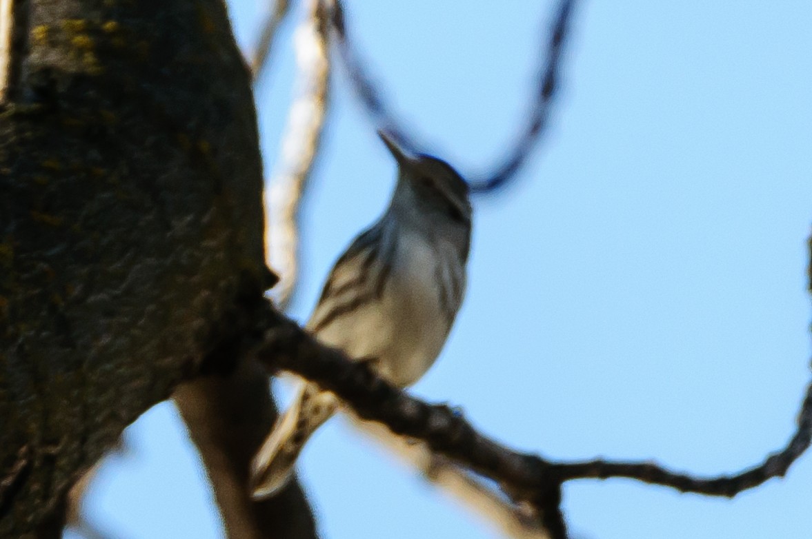 Black-and-white Warbler - ML21031631