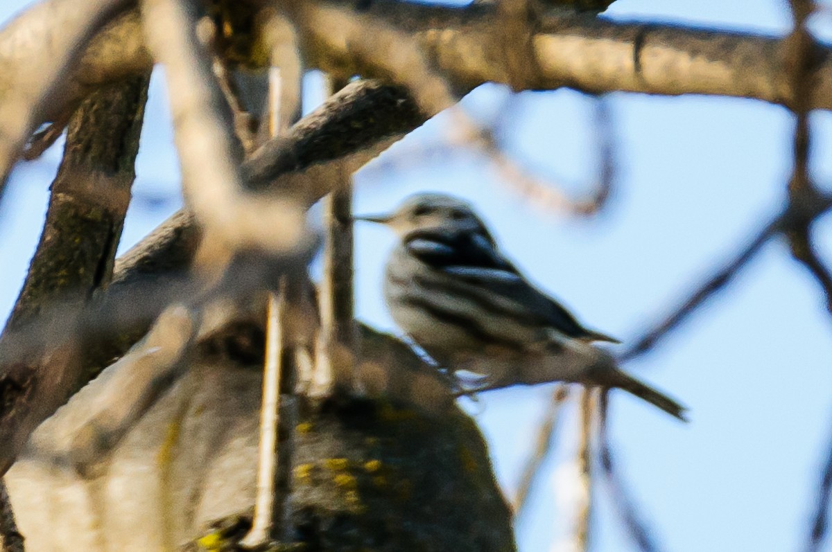 Black-and-white Warbler - ML21031641