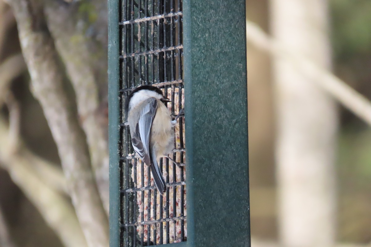 Black-capped Chickadee - ML210316861