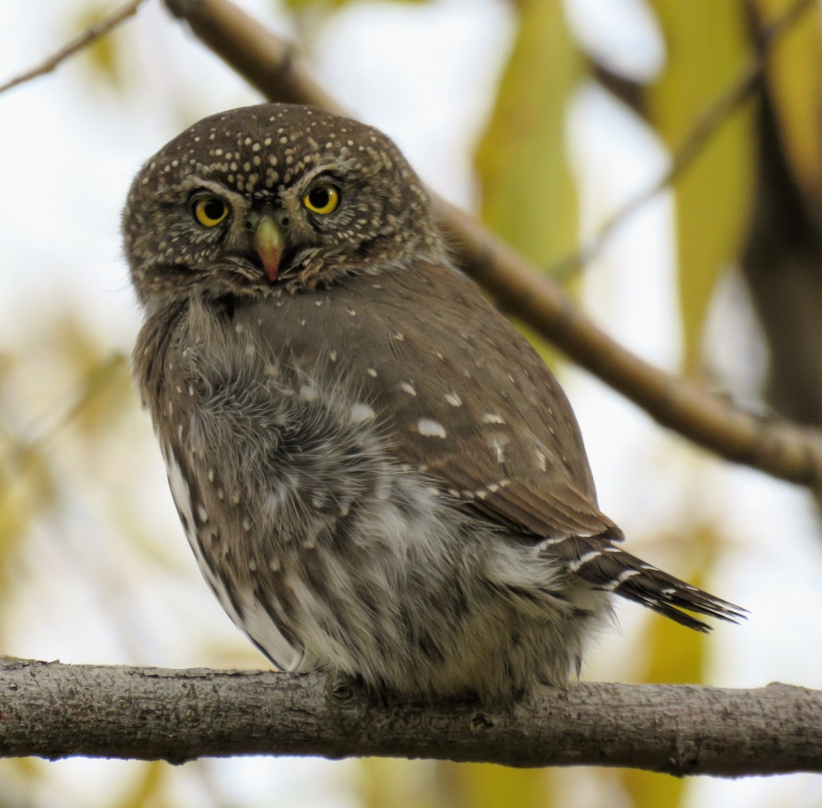 Northern Pygmy-Owl - Ben Bright