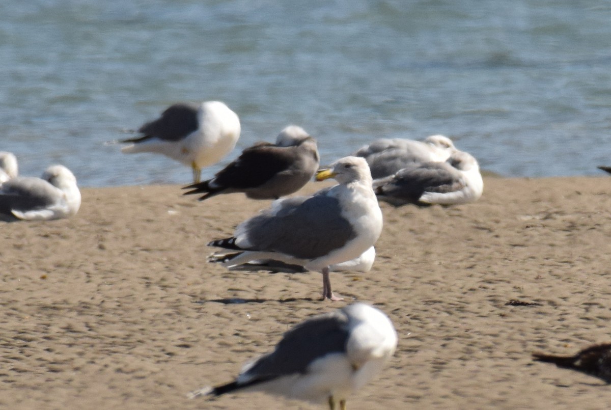 Herring x Glaucous-winged Gull (hybrid) - ML210317641