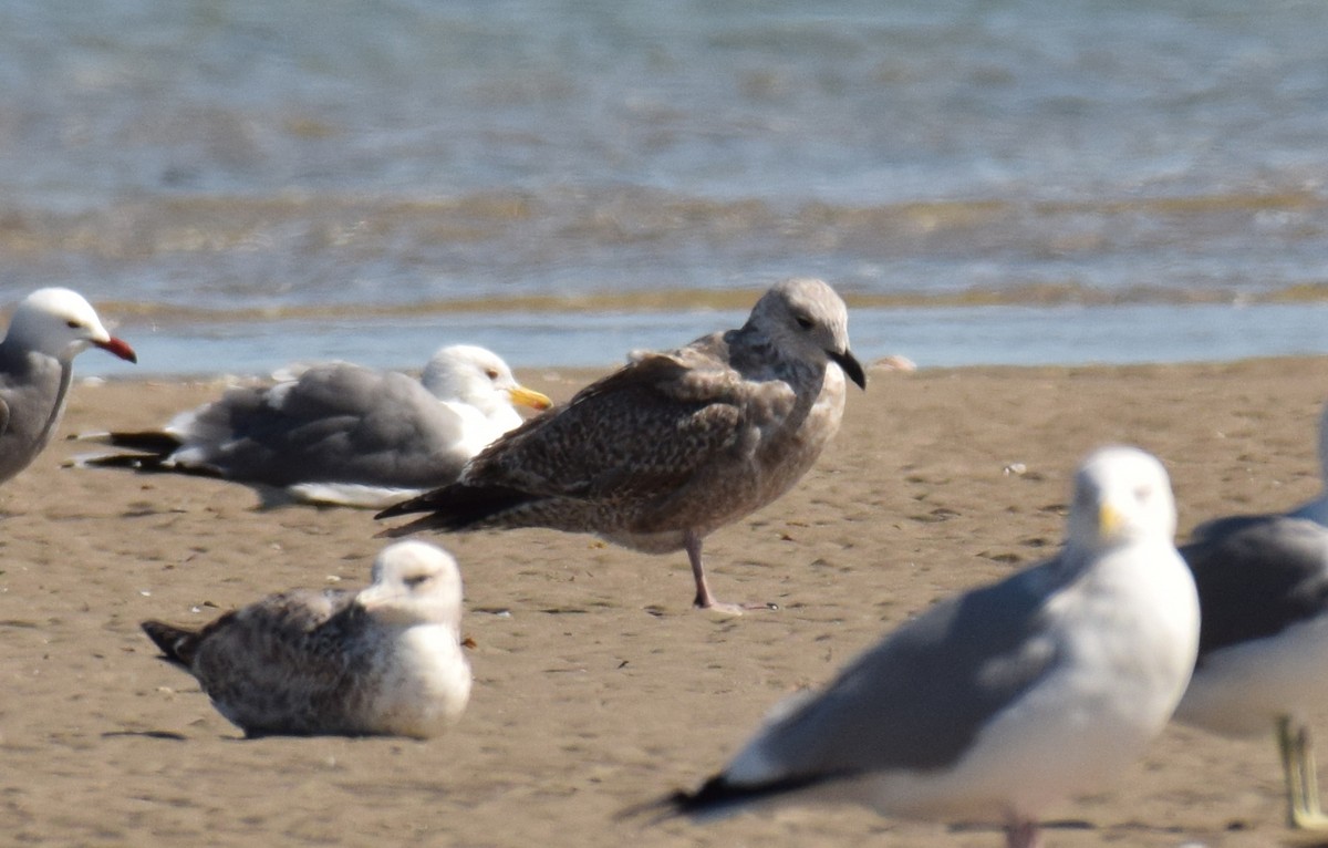 Herring x Lesser Black-backed Gull (hybrid) - ML210318981