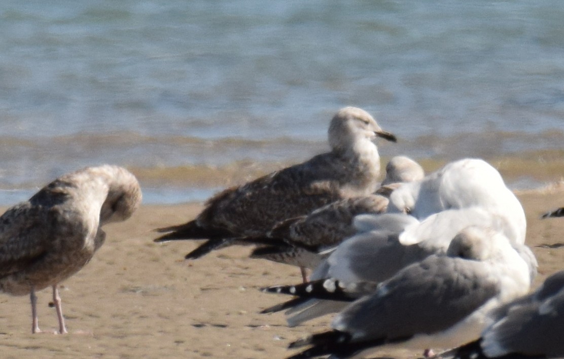 Herring x Lesser Black-backed Gull (hybrid) - ML210319081