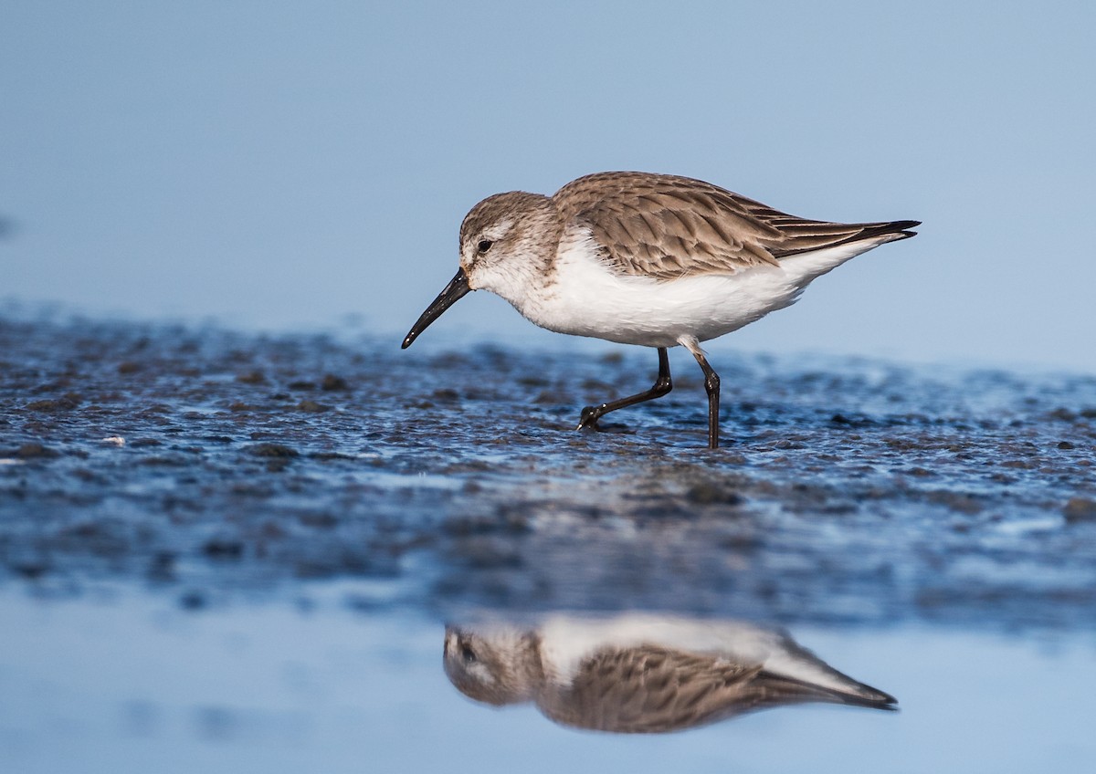 Western Sandpiper - ML210319141