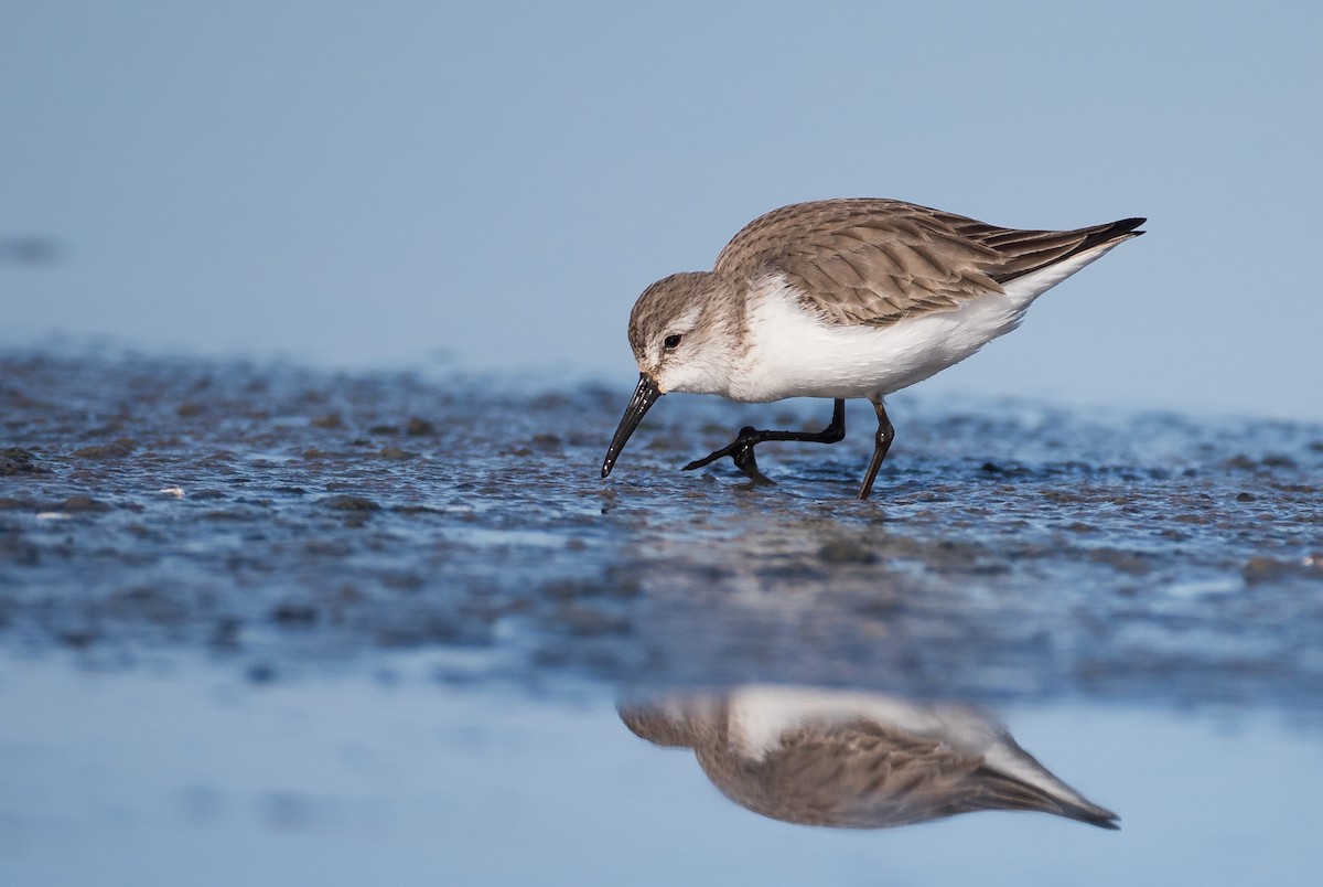 Western Sandpiper - ML210319151