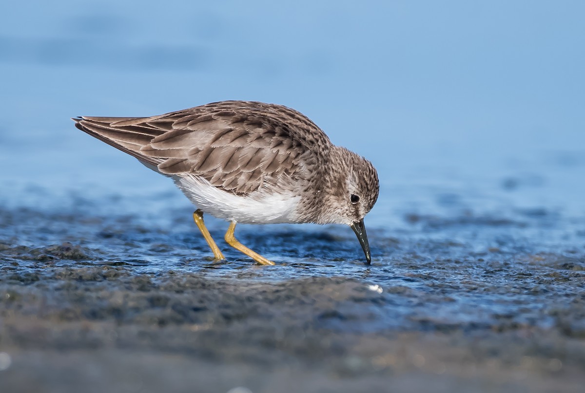 Least Sandpiper - ML210319171