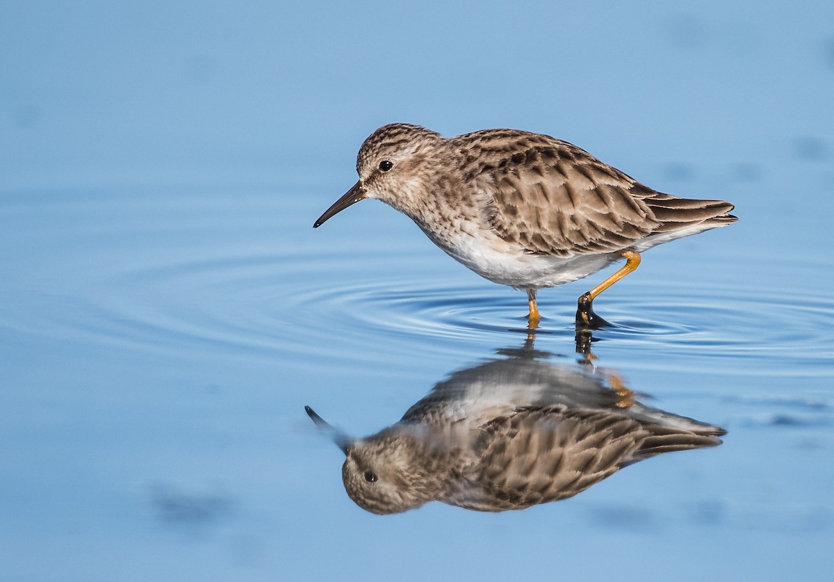 Least Sandpiper - ML210319181