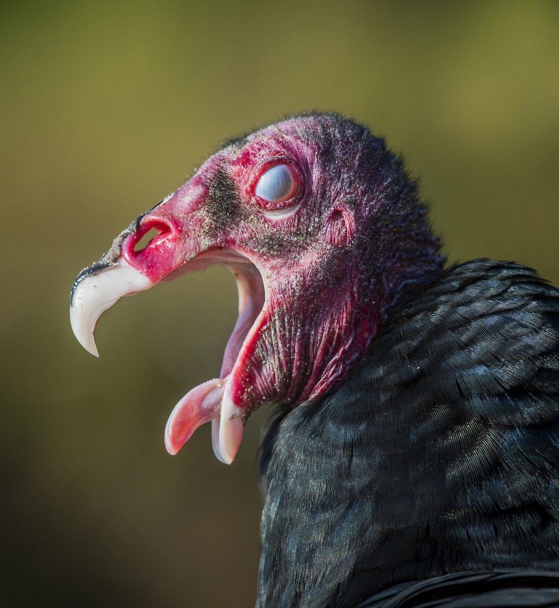 Turkey Vulture - ML210321691