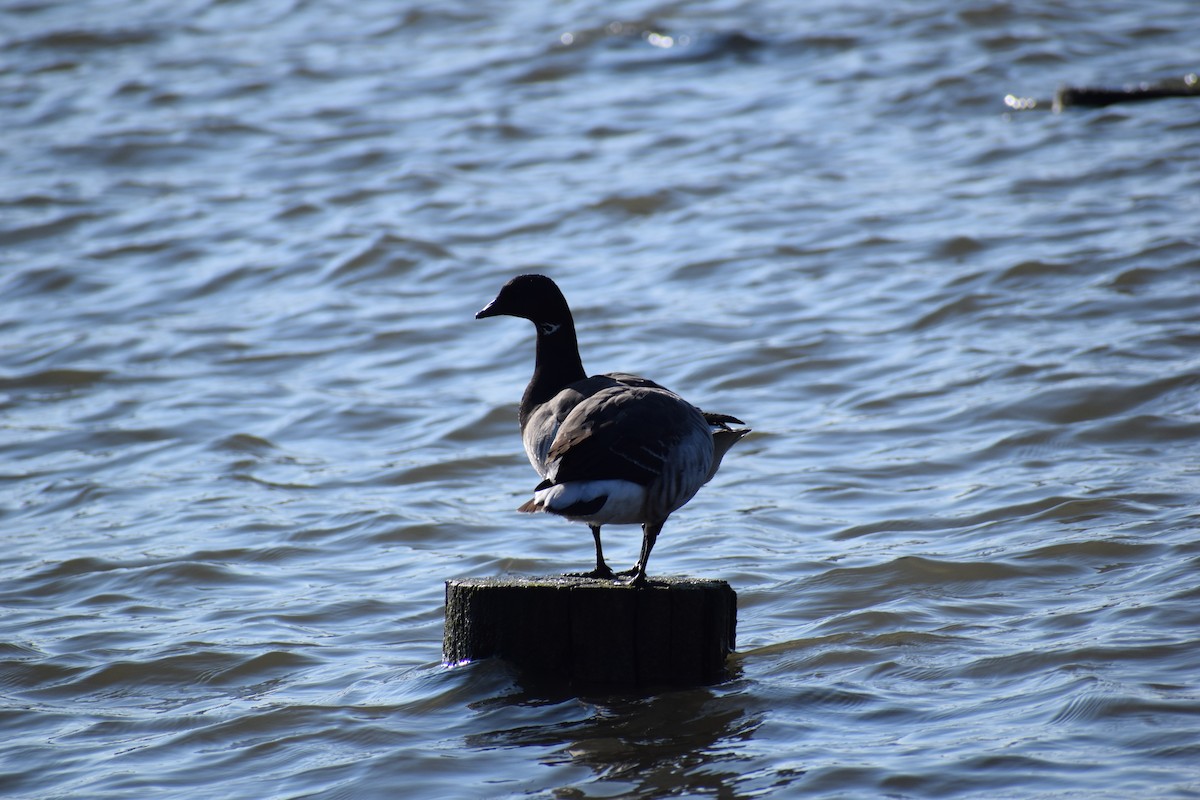 Brant - ML210321981