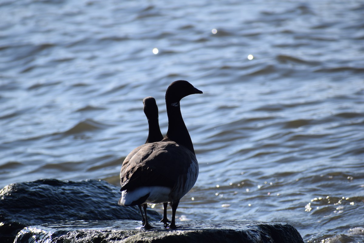 Brant - ML210322001