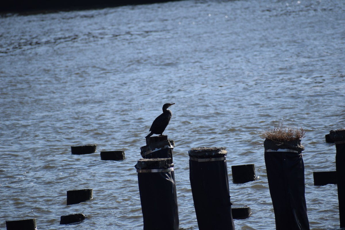 Double-crested Cormorant - ML210322111