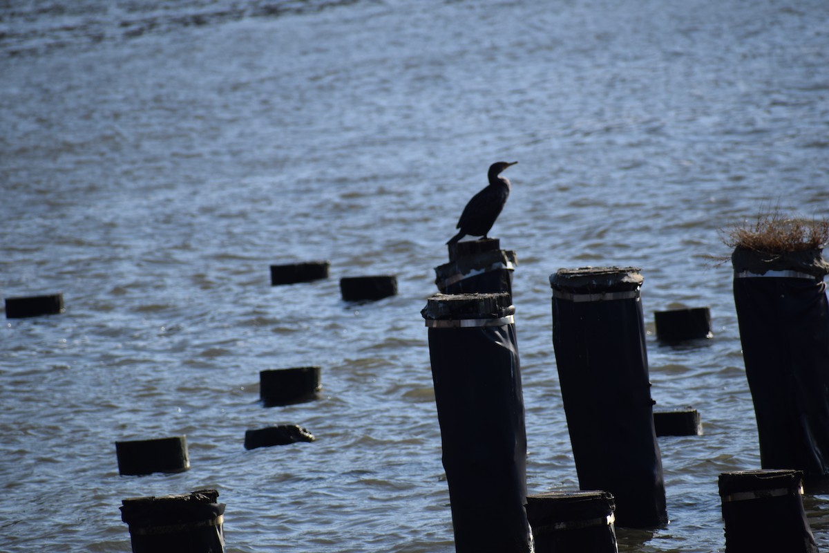 Cormoran à aigrettes - ML210322131