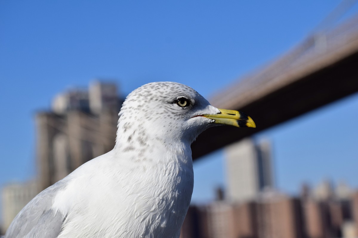 Ring-billed Gull - ML210322211