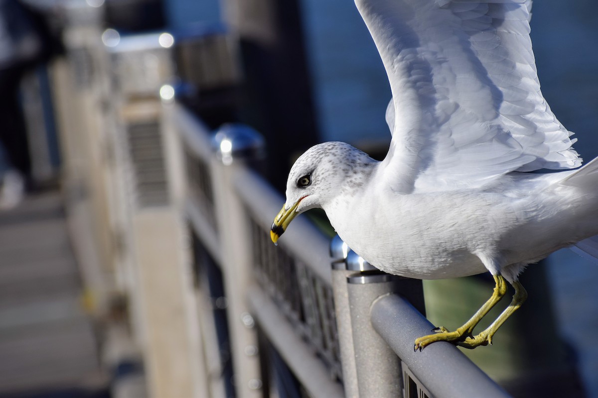 Ring-billed Gull - Silas Powell