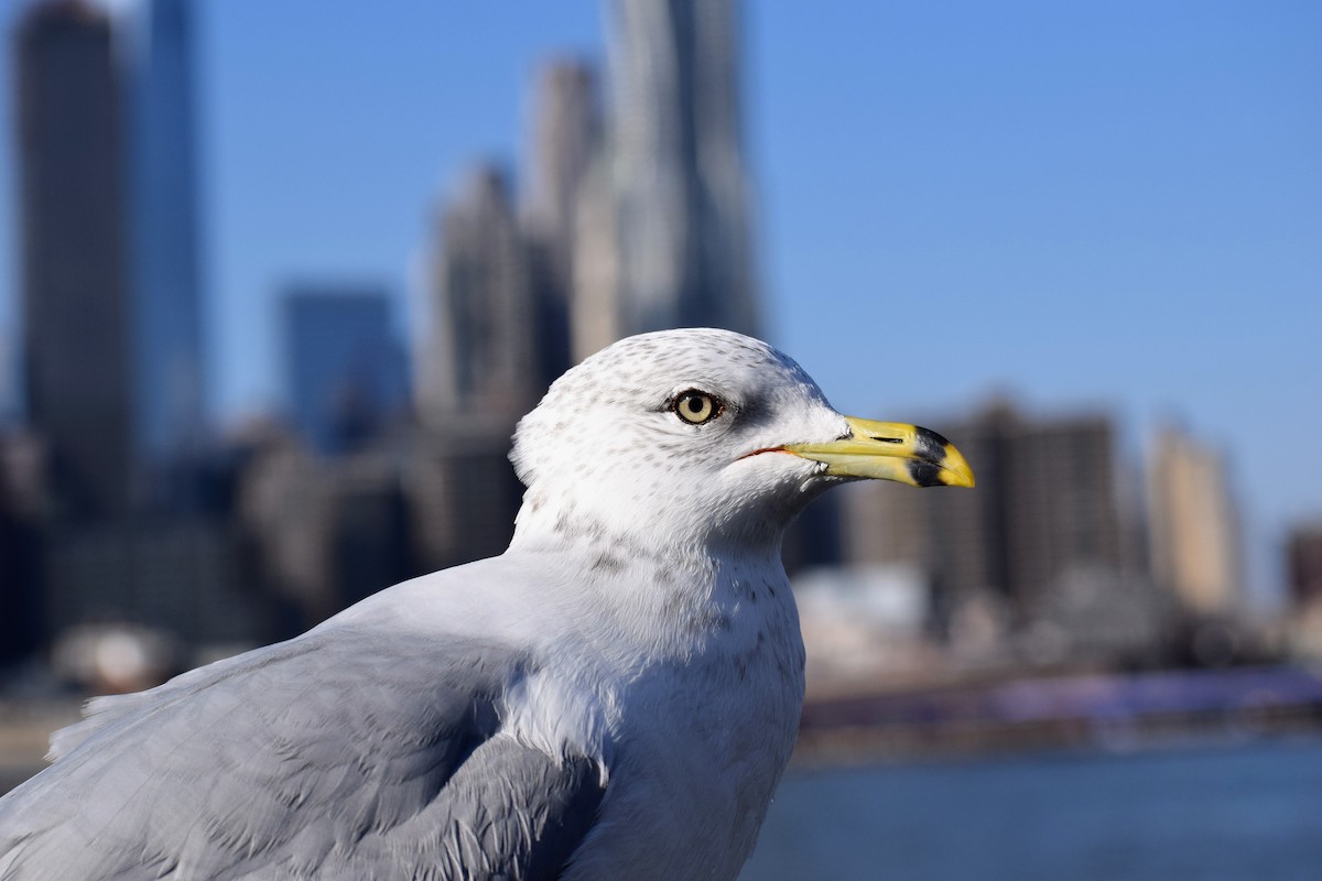 Ring-billed Gull - ML210322251