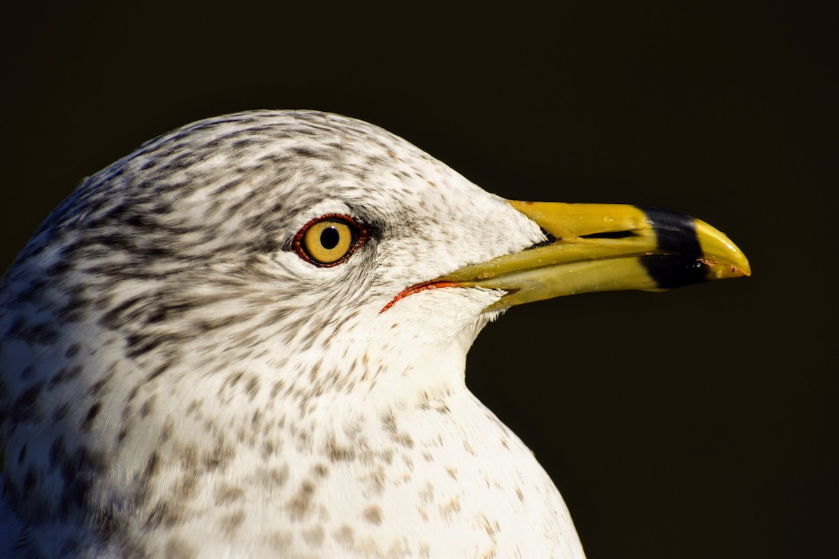 Ring-billed Gull - ML210322271