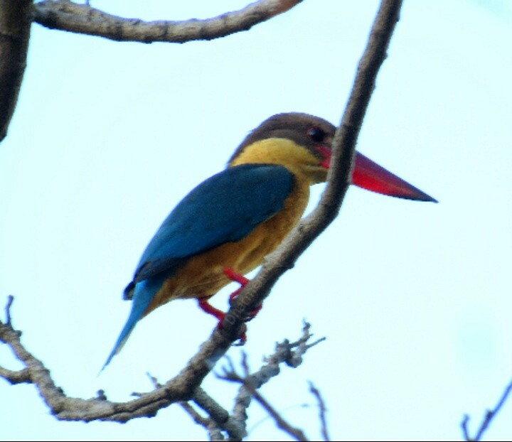 Stork-billed Kingfisher - Dharmendra Pare