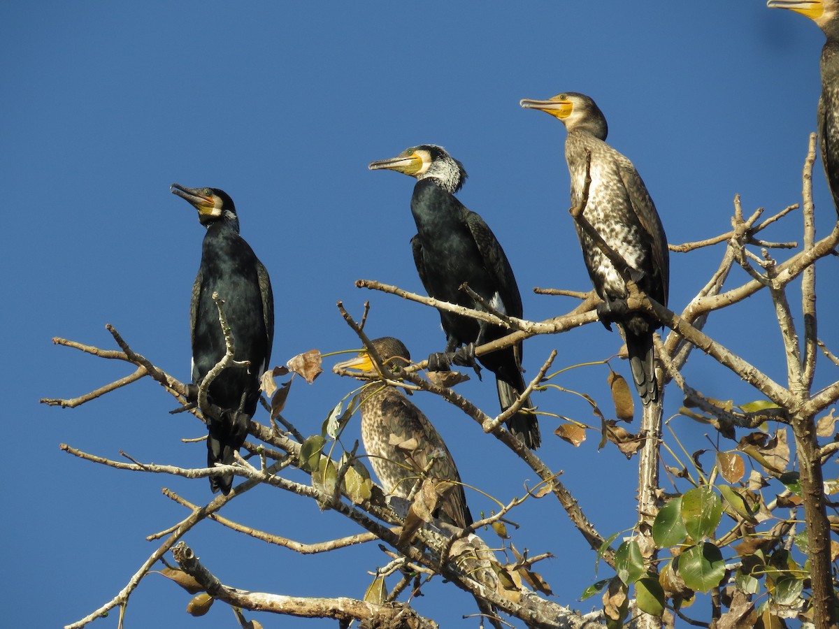Great Cormorant - Dharmendra Pare