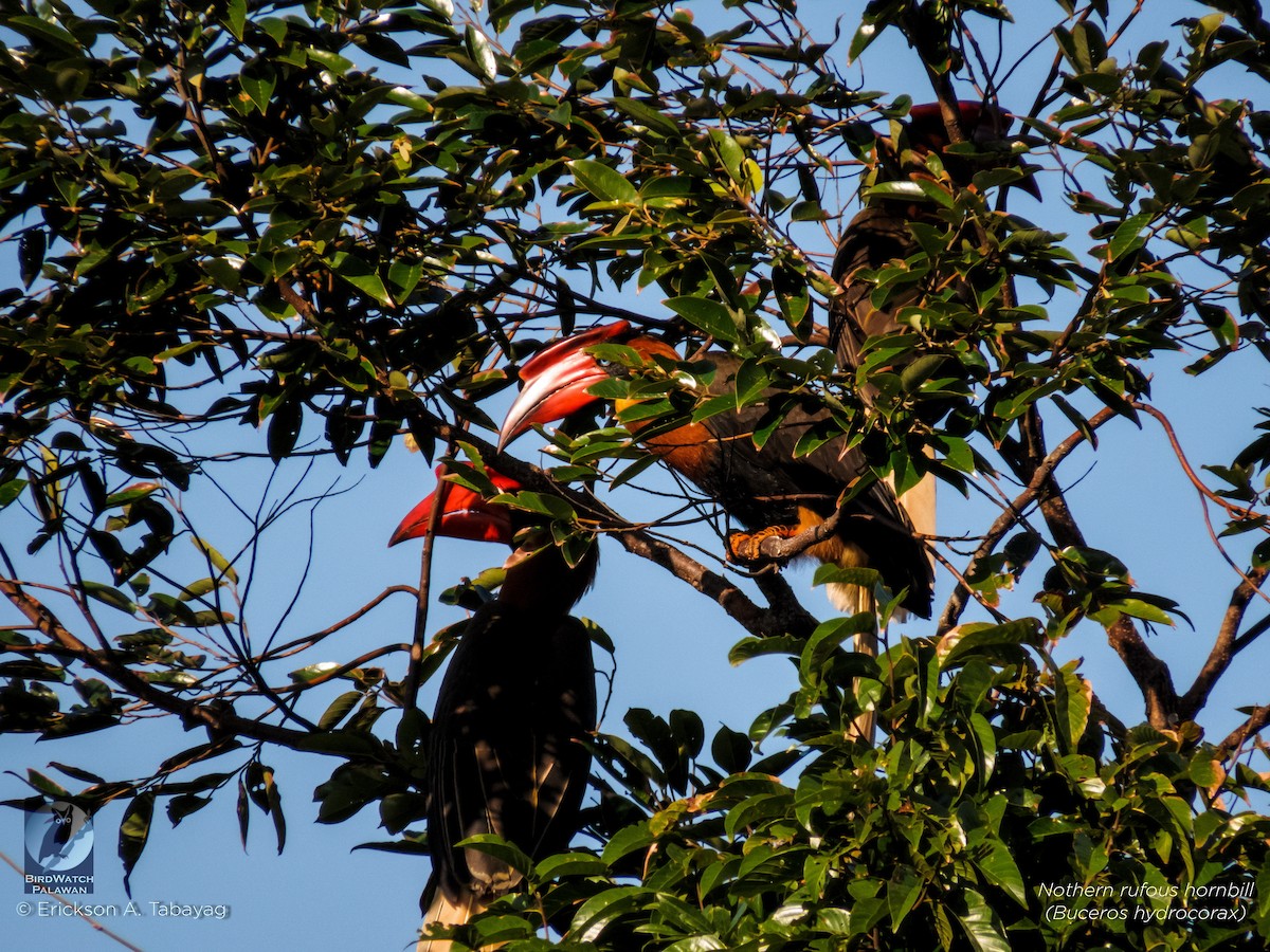 Rufous Hornbill - Erickson Tabayag