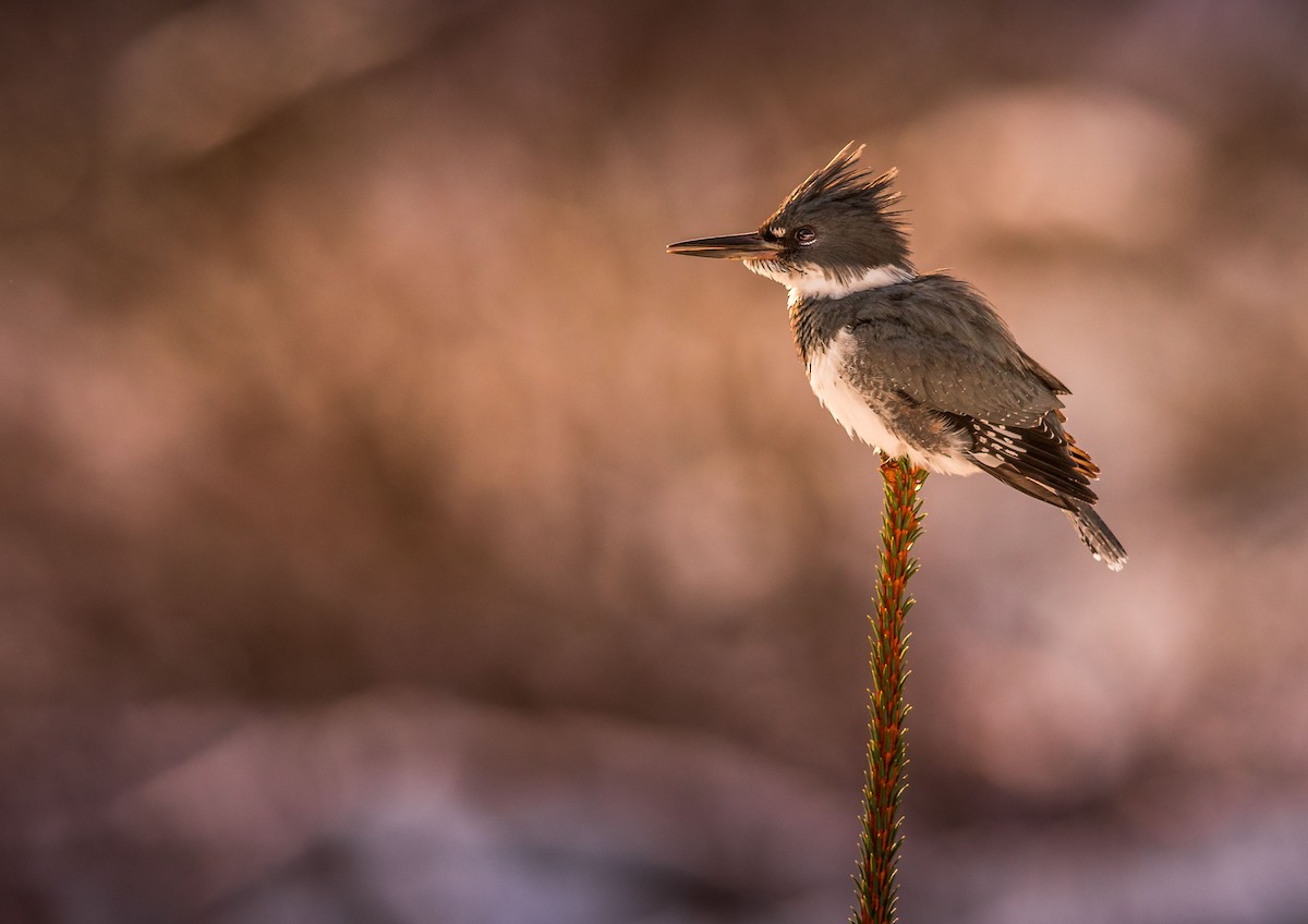 Belted Kingfisher - ML210324121