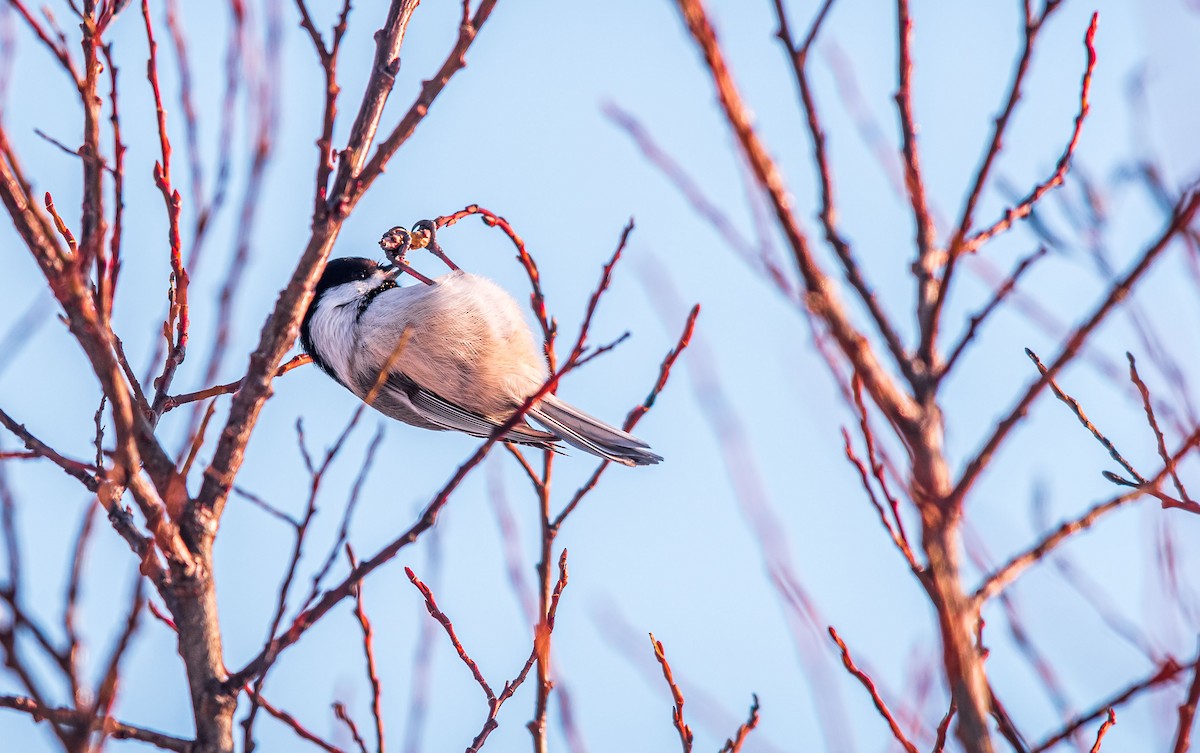 Black-capped Chickadee - ML210324141