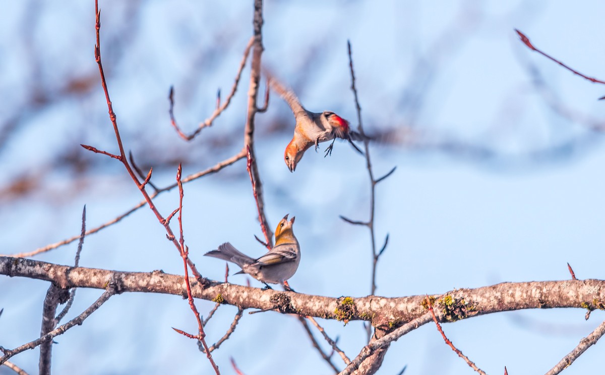 Pine Grosbeak - ML210324171