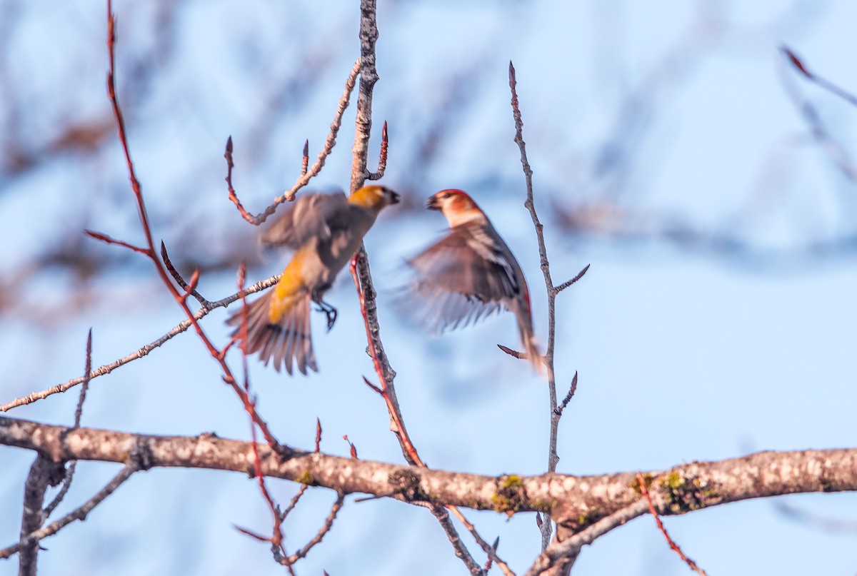 Pine Grosbeak - ML210324191