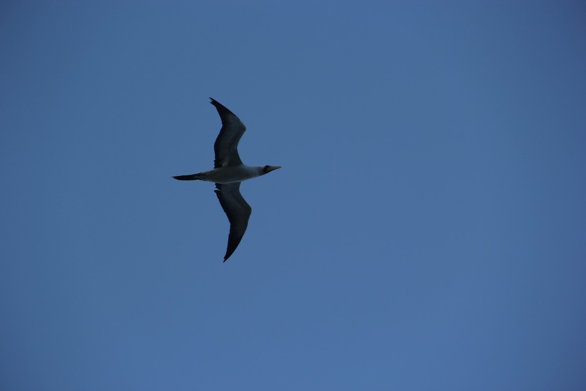 Masked Booby - ML210324471