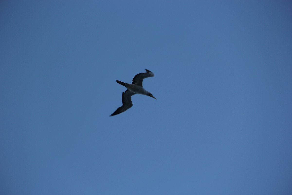 Masked Booby - ML210324481