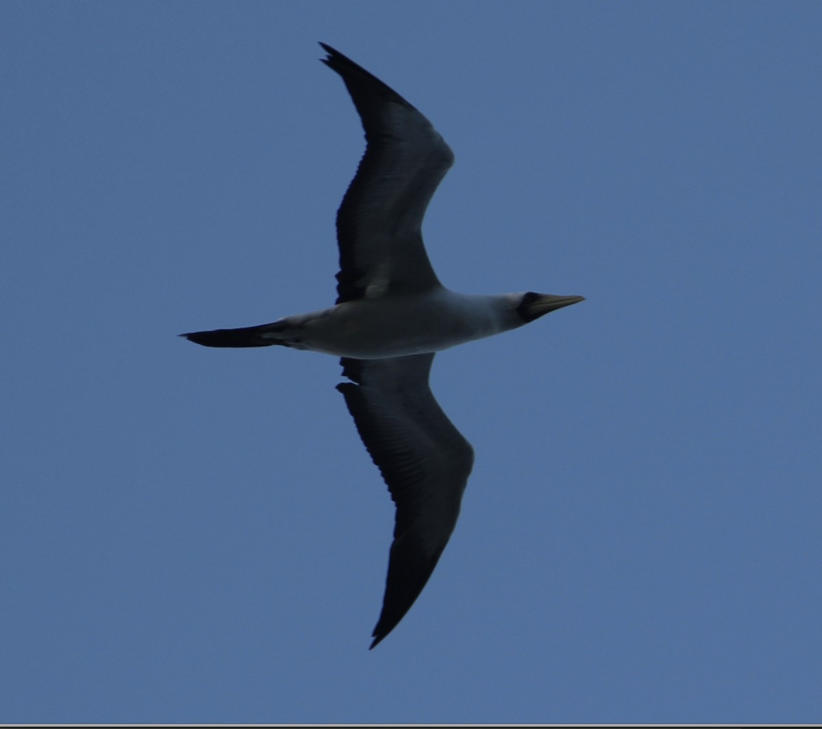 Masked Booby - ML210324521