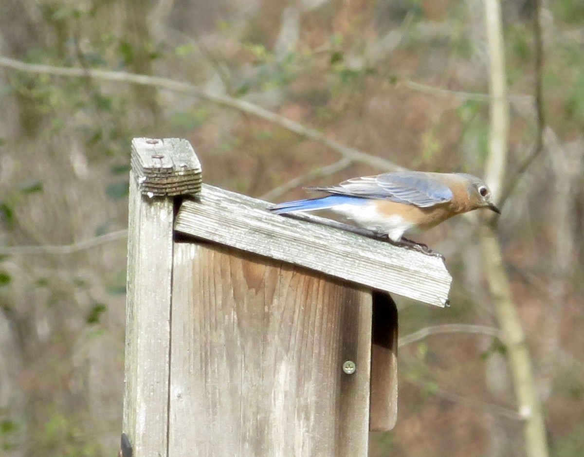 Eastern Bluebird - ML210325101
