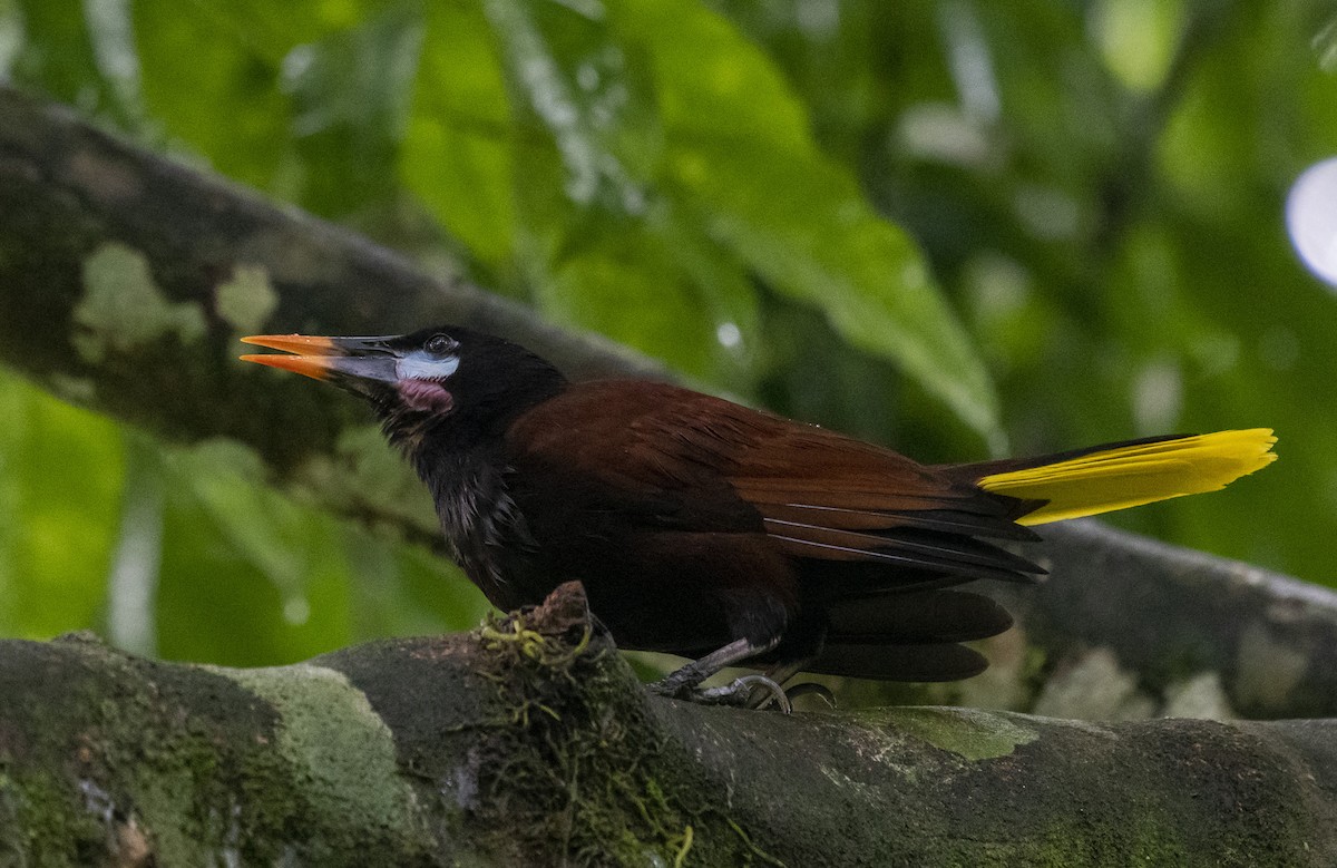 Montezuma Oropendola - Bradley Kane