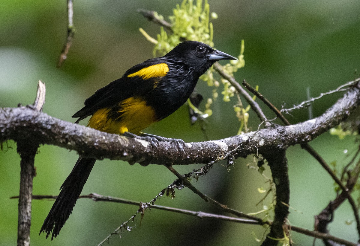 Black-cowled Oriole - ML210326541