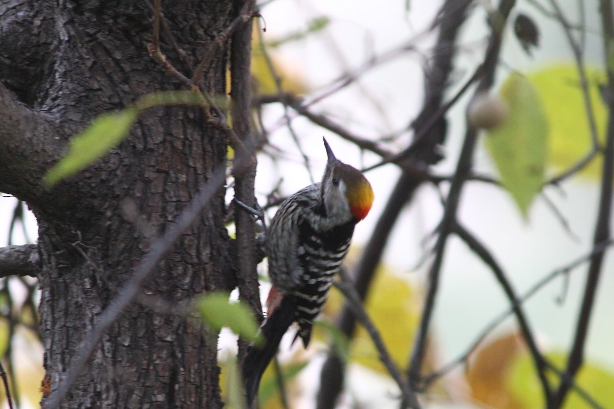 Brown-fronted Woodpecker - ML210329161