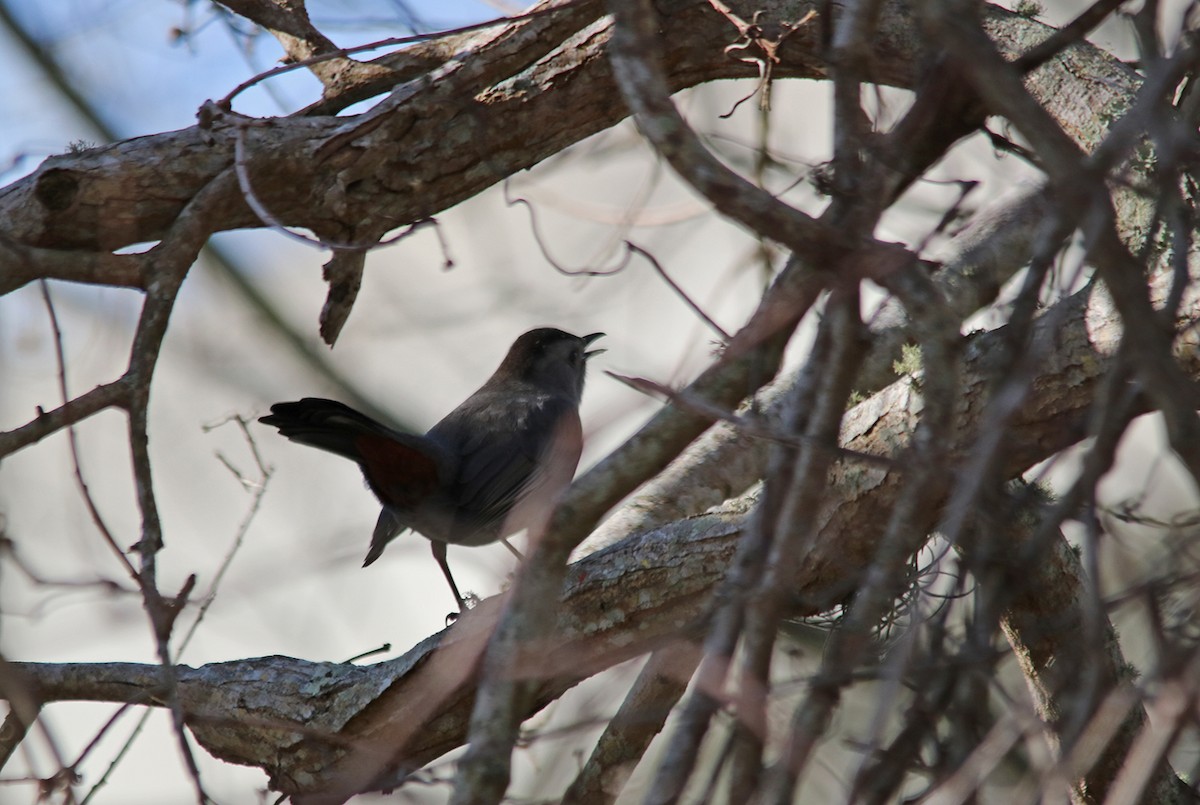 Gray Catbird - John P Sullivan III