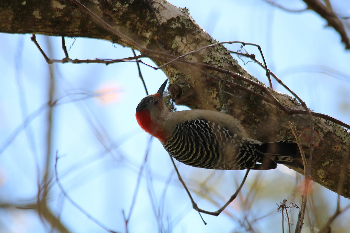 Red-bellied Woodpecker - ML210329591