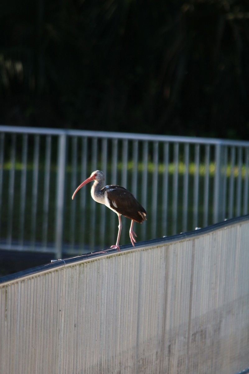 White Ibis - ML210329801