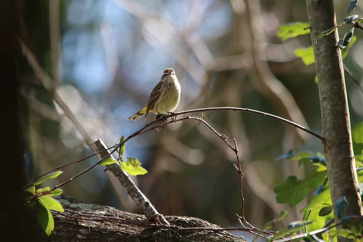 Palm Warbler - ML210329861
