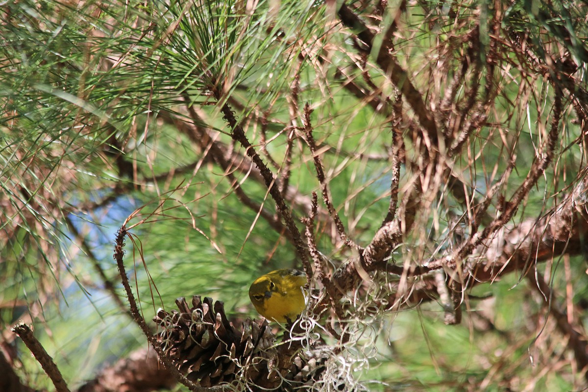 Pine Warbler - ML210330021