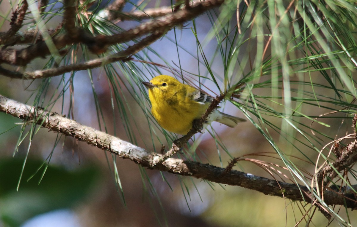 Pine Warbler - ML210330031
