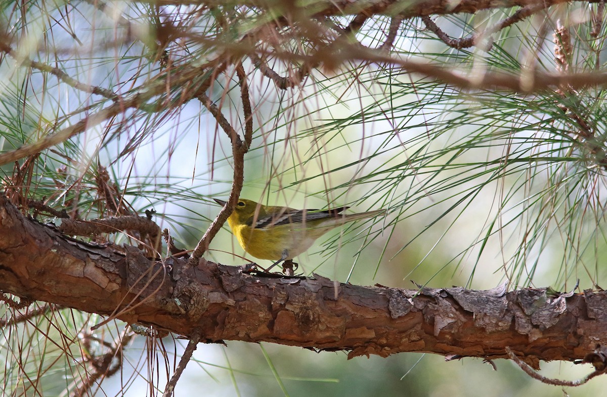 Pine Warbler - ML210330041