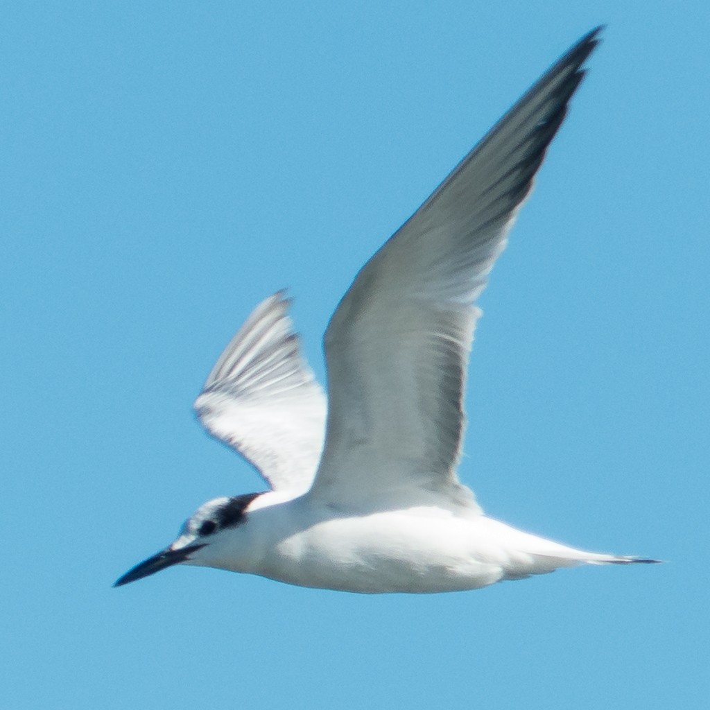 Common Tern - ML21033031