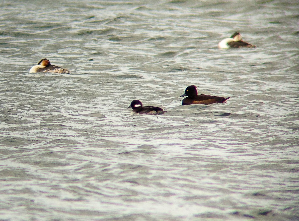 Bufflehead - Clément Delaleu