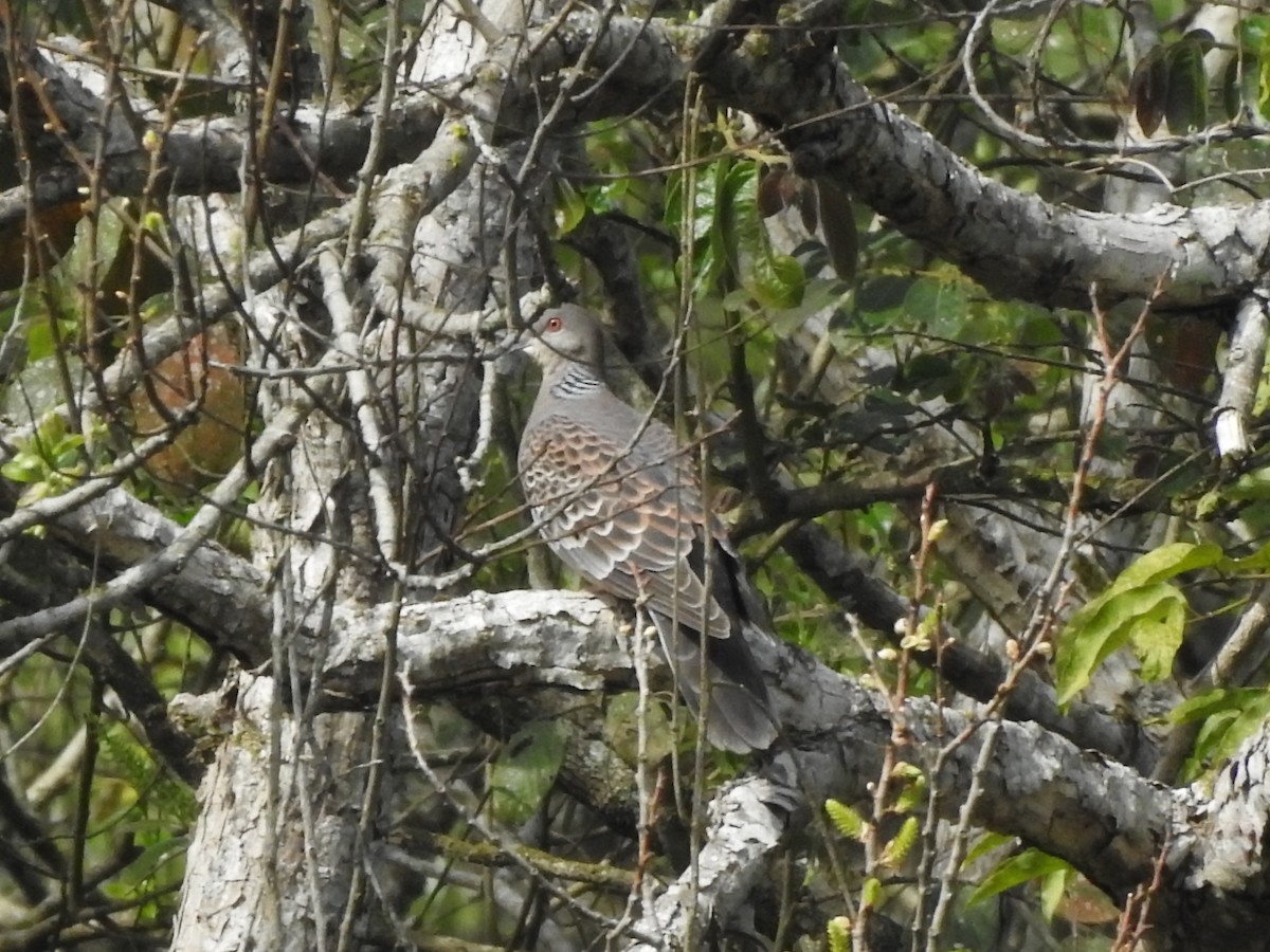 Oriental Turtle-Dove - Hui-Ming Zhong