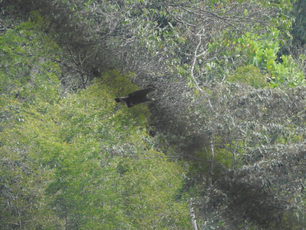 Crested Serpent-Eagle - Hui-Ming Zhong