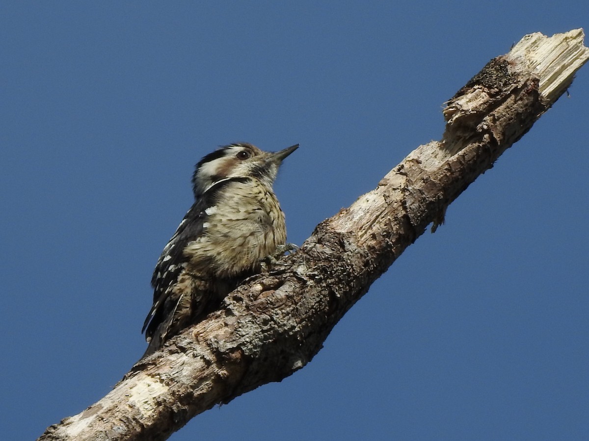 Gray-capped Pygmy Woodpecker - Hui-Ming Zhong