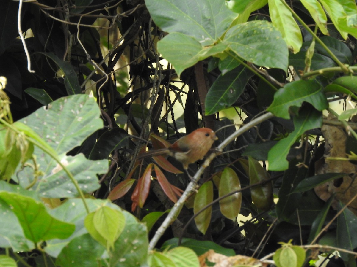 Vinous-throated Parrotbill - ML210333571