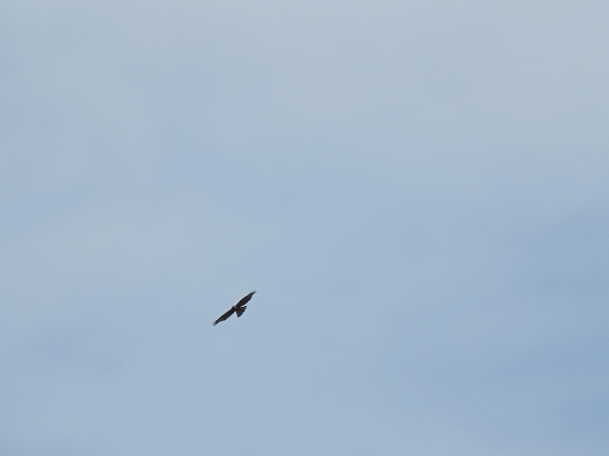 Oriental Honey-buzzard - Hui-Ming Zhong