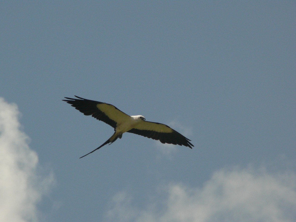 Swallow-tailed Kite - ML210333781